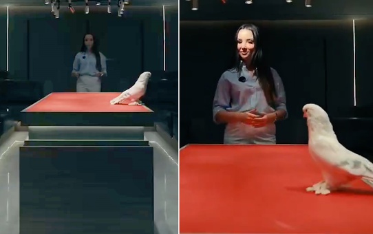 Duyan kulaklarına inanamadı! Bu güvercin tam 2 araba fiyatına satıldı