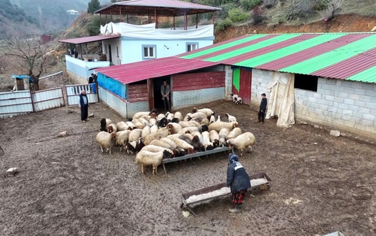 Depremzededen Hayvancılık Mücadelesi