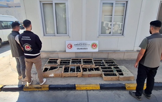 Kaçak Hayvan Operasyonları: 85 Bin Canlı Ele Geçirildi