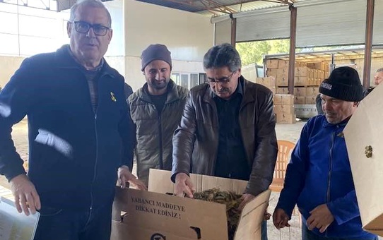 Karacasu'da tütünler paketlenmeye başladı, üretici fiyatlardan dert yandı