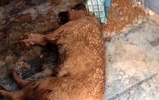 Bucak Belediyesi Sokak Hayvanları Bakımevi ve Rehabilitasyon Merkezi'nde feci görüntüler