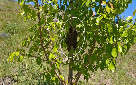 Ağaca yaklaşınca gördüğü manzaraya inanamadı! Binlercesi bir arada