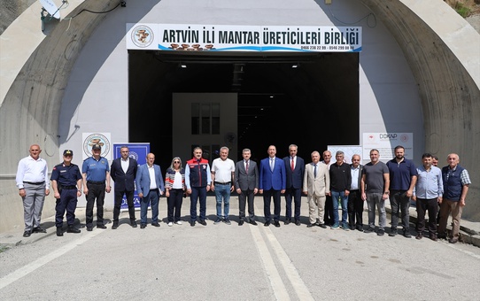 Artvin'de İstiridye Mantarı Hasadı Başladı