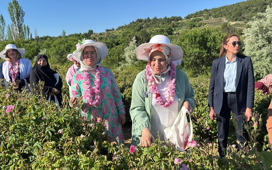 Ercan Isparta'da Gül Hasadı Yaptı