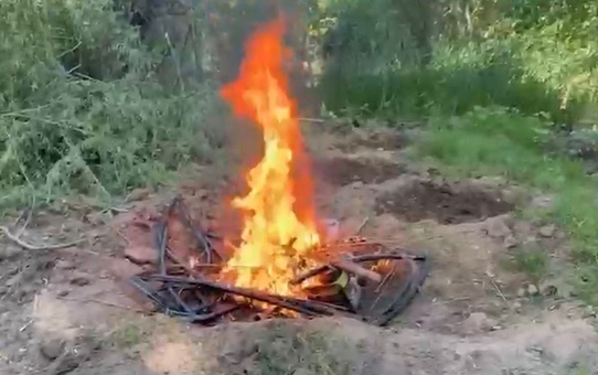 Diyarbakır'da 12 Bin Kök Kenevir Ele Geçirildi