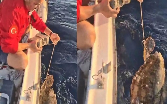 Kuşadası'nda Caretta Caretta Kaldırım Taşından Kurtarıldı