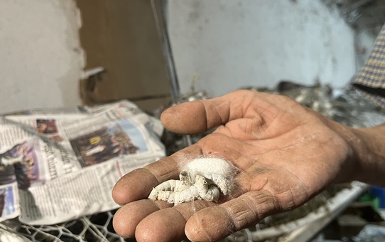 Evinin altında ipek böceği yetiştirerek 40 günde 216 bin TL kazandı