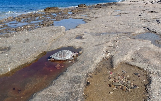 Alanya'da 2 Ölü Caretta Caretta Bulundu