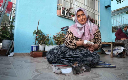 Kedilere Merhametle Bakıyor