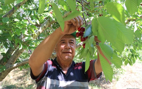 Uluborlu'da Kiraz Hasadı Başladı