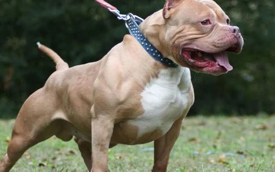 Almanya'da pitbull saldırısı: 4 yaşındaki kız hayatını kaybetti
