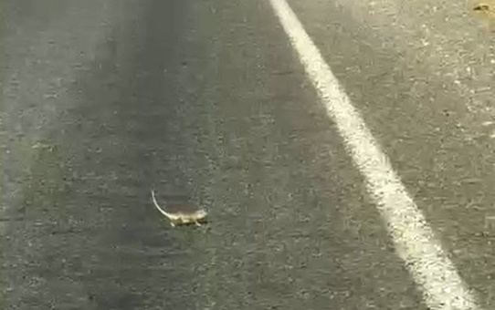 Bukalemun Trafikte Sürücüyü Gülümsetti