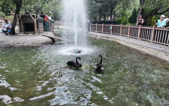 Kuğulu Park'ta 4 Yeni Yavru Kuğu