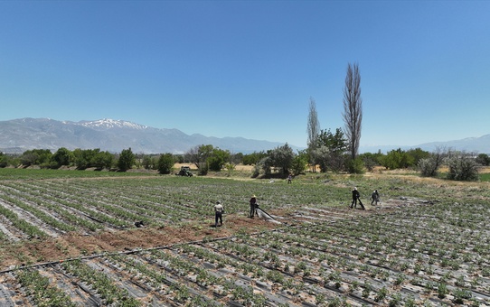 Erzincan'da Malç Sistemi ile Verim Artışı
