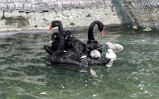 Kuğulu Park'a 4 Yeni Yavru Kuğu