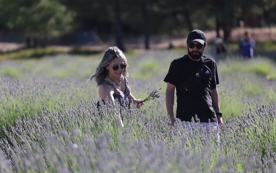 Muğla Koku Vadisi’nde lavanta hasadı şenlikle başladı