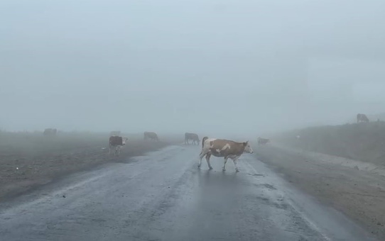 Ilgar Dağı'nda Sis, Hayvanlar Tehlike Oluşturdu