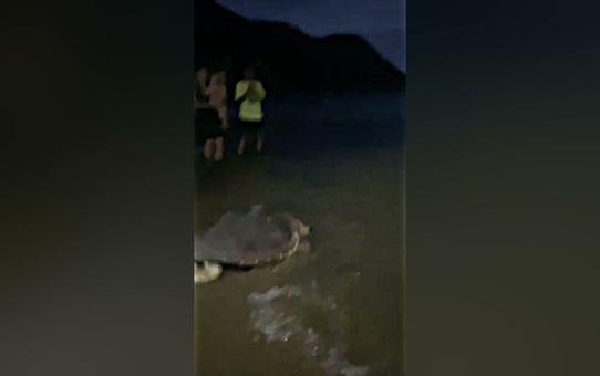Marmaris'te yaralı bulunan deniz kaplumbağası Kaan-19 doğaya döndü