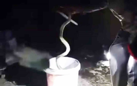 Yılanı Karanlıkta Yakaladı