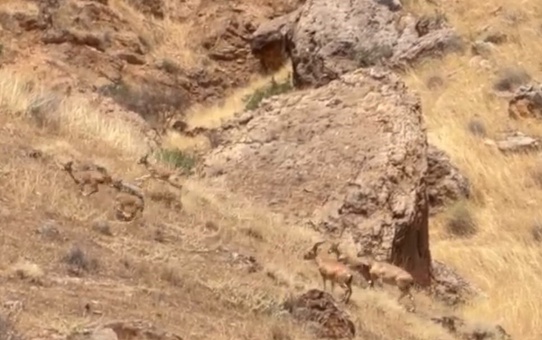 Arapgir'de Yaban Keçileri Görüntülendi