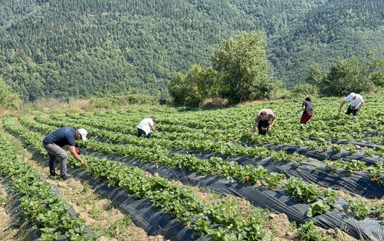 Alaçam'da Çiftçiden Böğürtlen Başarısı