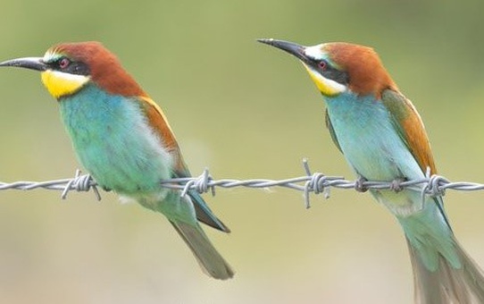 Savcı Vedat Soğukpınar'ın Kuş Fotoğrafçılığı