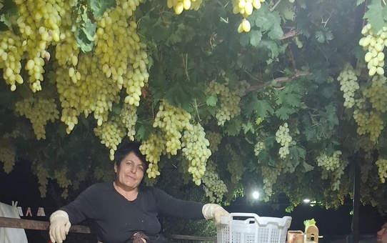 Sarıgöl'de Gece Üzüm Hasadı