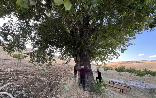 Asırlık Kavak Ağacı Yalıntaş'ta