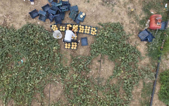 Adana'da Kavun Ticareti: Aracı Olmadan Daha Kazançlı
