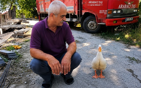 Yaşar Genç ve Ördek Dostluğu