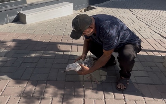 Şefkatli Adamın Martıya Yardımı