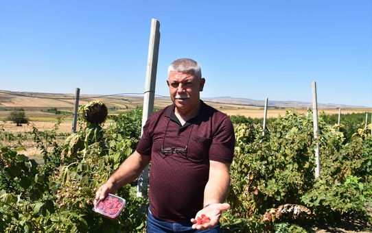 Edirne'de çiftçi Mehmet Ceylan'ın ahududu ve böğürtlen bahçesi büyüyor