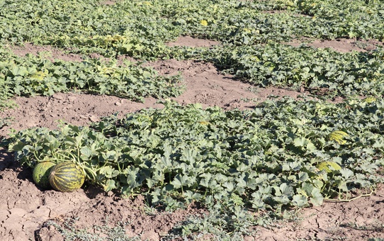 Ağrı'da kavun karpuz hasadı için tarlada program düzenlendi, 2 bin dekarda üretim yapıldı