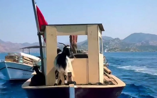 Marmaris Bozburun'da çobanlar, keçi sürülerini teknelerle adalara taşıyor