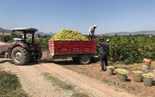 Güney'de şaraplık üzümde fiyat şoku; 17 liraya alıcı bulan üretici masrafını karşılayamıyor