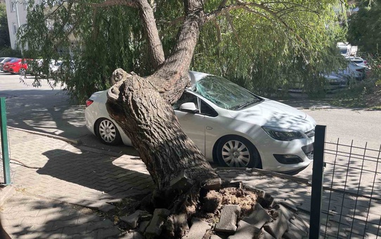Niğde'de parktaki ağaç otomobilin üzerine devrildi, araçta hasar oluştu