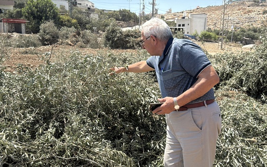 İsrail ordusu Cenin'de 223 dönüm arazide Filistinlilerin zeytin ağaçlarını söktü