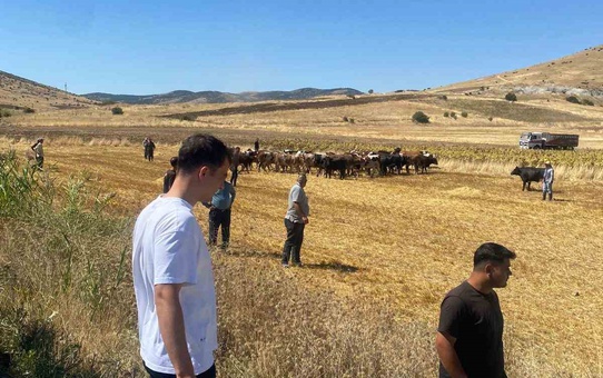 Kırşehir Boztepe'de hayvan yüklü tır yan yattı, sürücü kazayı yara almadan atlattı