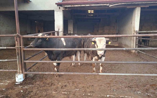 Kütahya'da şap hastalığı nedeniyle canlı hayvan pazarı 15 gün kapatılacak