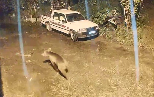 Arhavi'de yerleşim alanına inen ayı, bir evin kapısına kadar yaklaştı