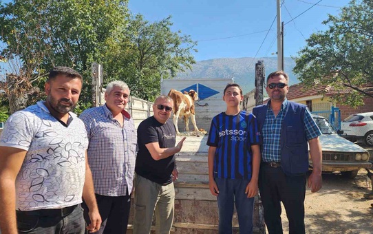 Denizli Çivril'de kaybolan iki buzağı, mahalle halkının seferberliğiyle sahibine teslim edildi