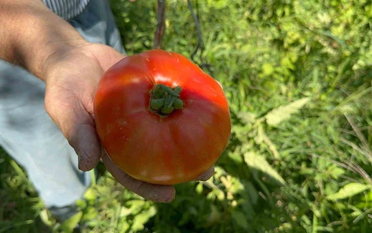 Çiftçi çift ata tohumu ve güvercin gübresiyle kabak gibi domates yetiştirdi