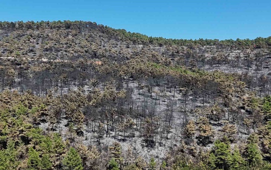 Muğla Menteşe'deki yangında 100 hektar orman ve 50 hektar ziraat alanı kül oldu