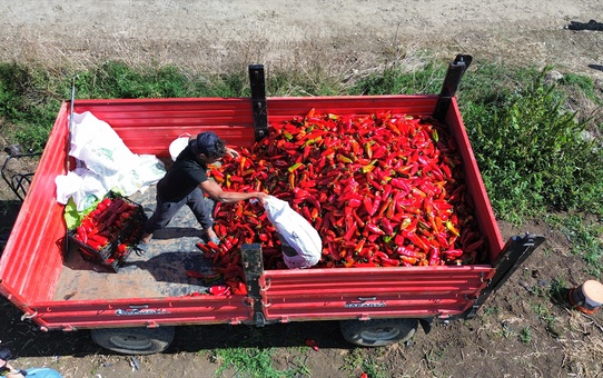Samsun Bafra'da kapya biber hasat etkinliğine milletvekili katıldı