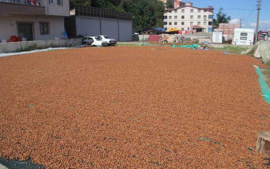Ordu'da yüksek kesimde hasat edilen fındıklar sahil kesiminde kurutuluyor