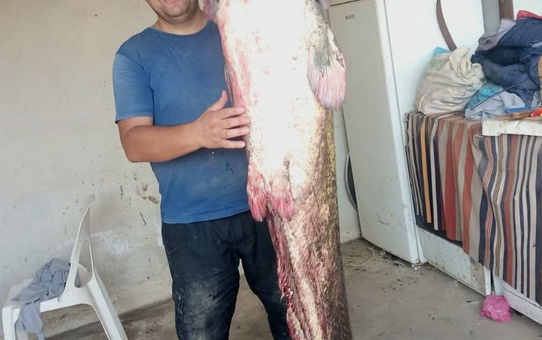 Edirne'de Meriç Nehri'nde balıkçıların ağına 2 metre 45 santimetrelik dev yayın balığı takıldı