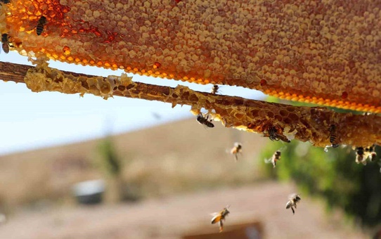 Niğde’nin bin 800 rakımlı Tumlu Yaylası’nda Geven Balı bereketi