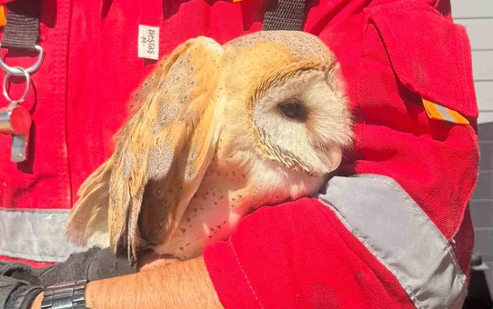 Hatay'da çatı katında mahsur kalan peçeli baykuş itfaiye ekiplerince kurtarıldı