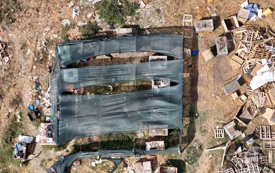 Arnavutköy'de köpek saldırısı 3 hayvanı telef etti, 9'u yaralandı