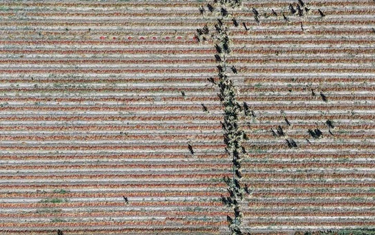 Bursa Karacabey'de çiftçi, ata tohumu acı pul biberden sezonda 1 ton üretiyor